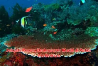 Jelajahi Pesona Underwater World di Pulau Perhentian