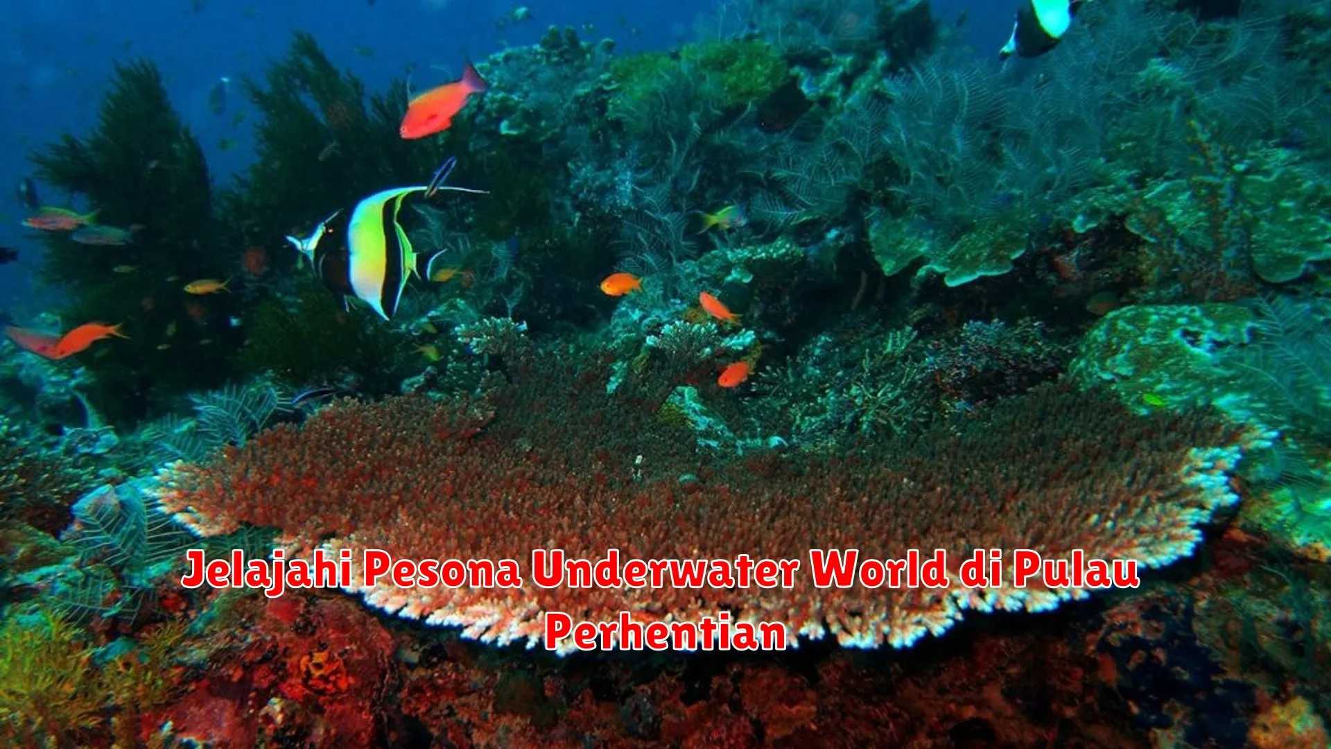 Jelajahi Pesona Underwater World di Pulau Perhentian