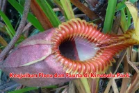 Keajaiban Flora dan Fauna di Kinabalu Park