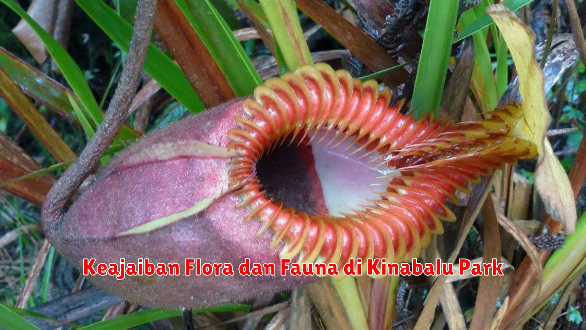 Keajaiban Flora dan Fauna di Kinabalu Park