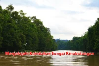 Menjelajahi Keindahan Sungai Kinabatangan
