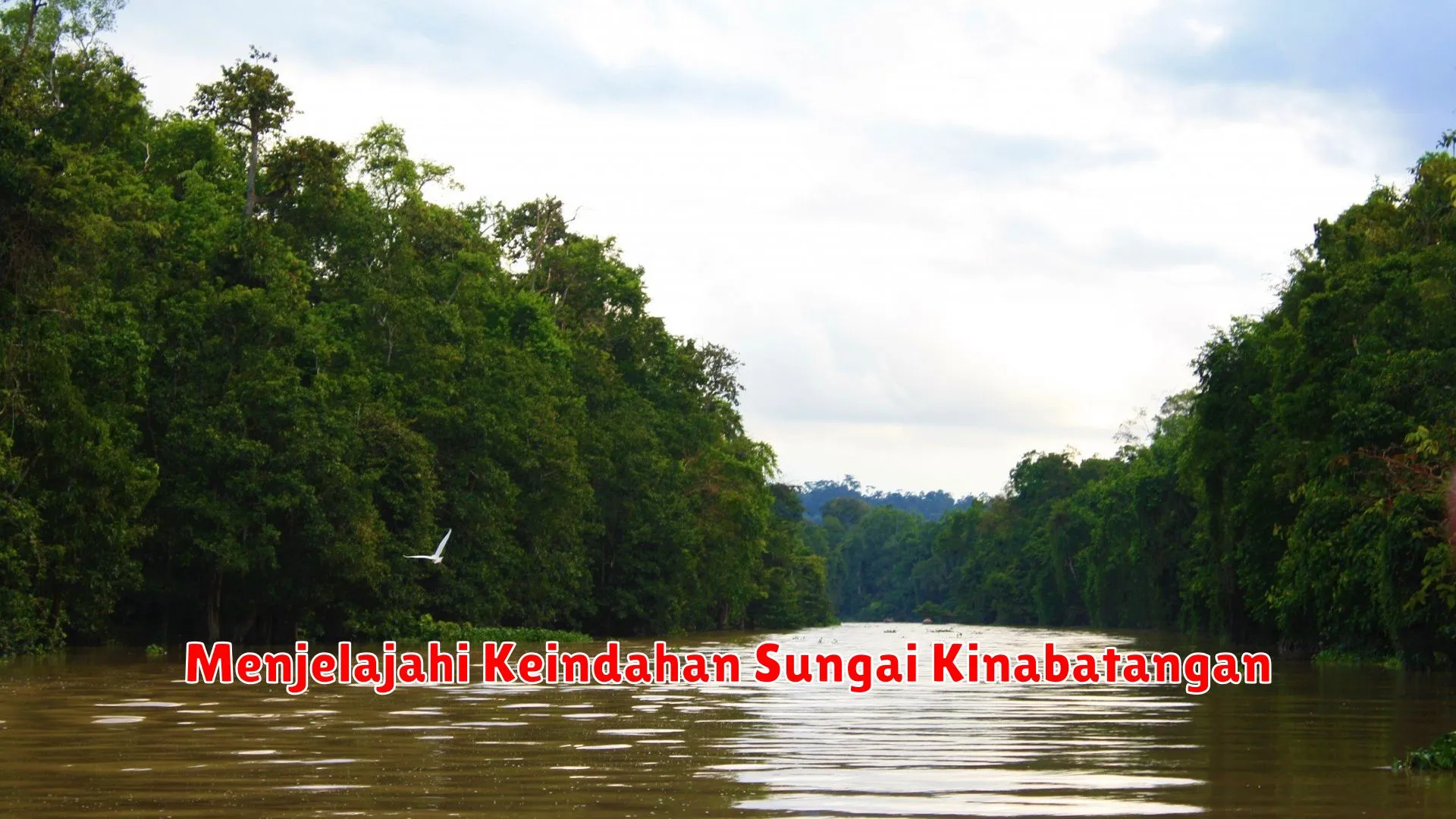 Menjelajahi Keindahan Sungai Kinabatangan