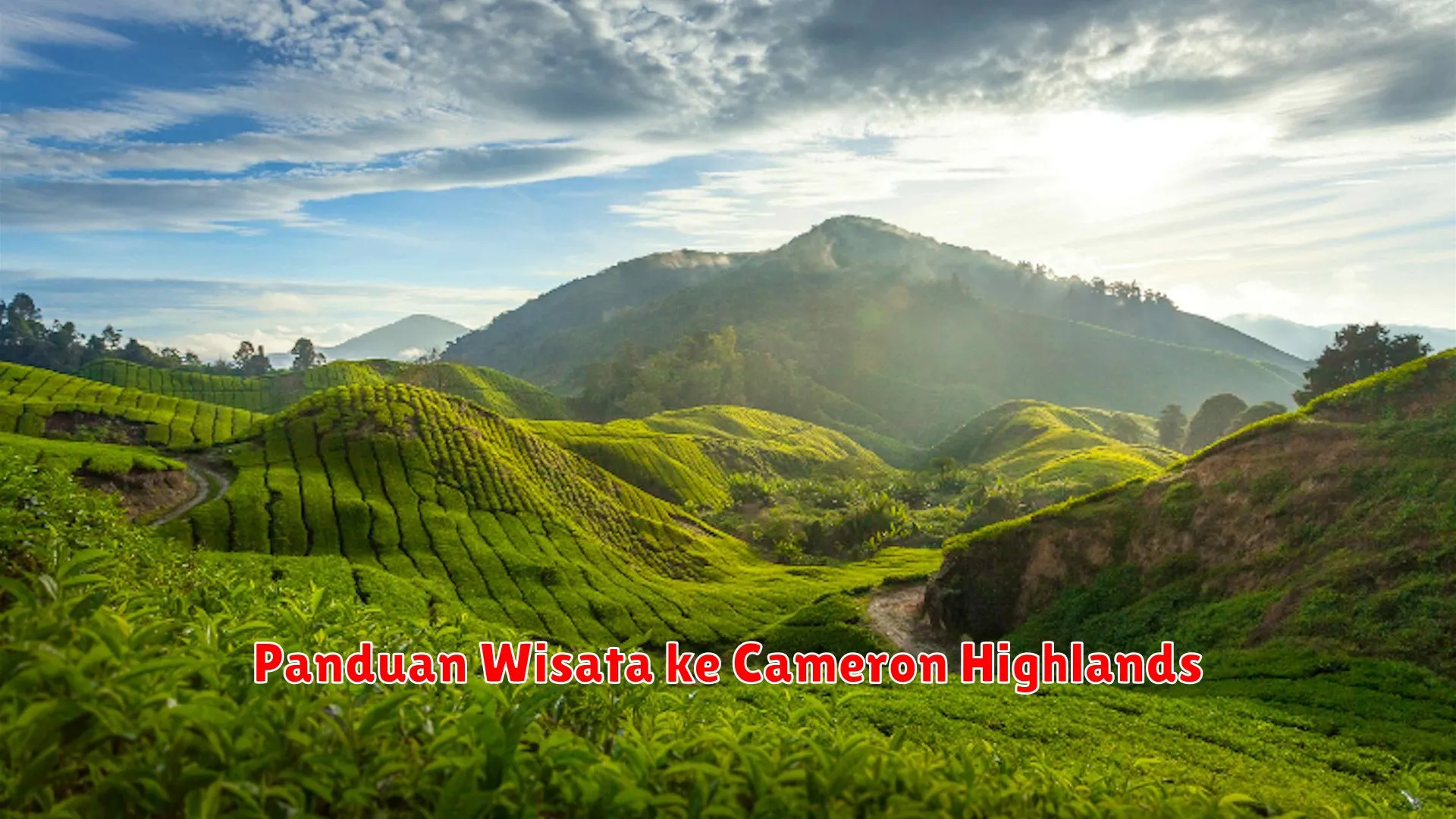 Panduan Wisata ke Cameron Highlands